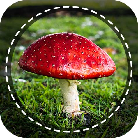 Magical mushrooms in a tarot card deck